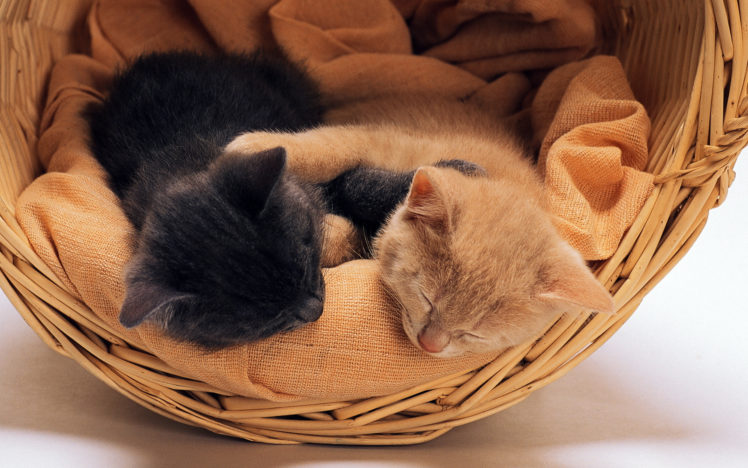 kittens, Cats, Babies HD Wallpaper Desktop Background
