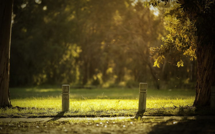 park, Trees, Nature, Sunlight, Grass HD Wallpaper Desktop Background