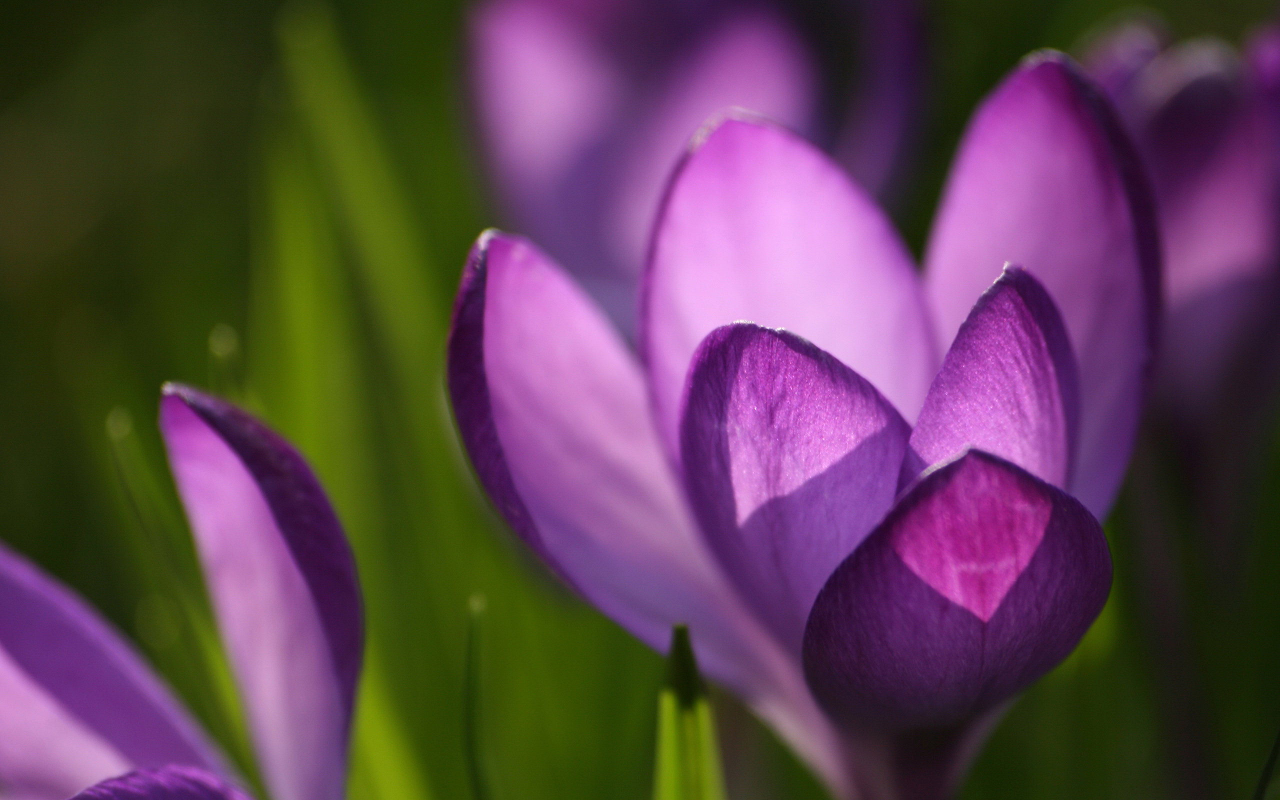 crocus Wallpaper