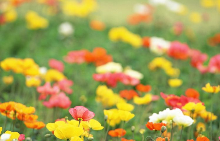 flower, Beautiful, Nature, Plant, Flowers, Red, Yellow, White, Pink, Colors HD Wallpaper Desktop Background