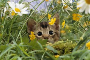 cat, Lost, In, Grass