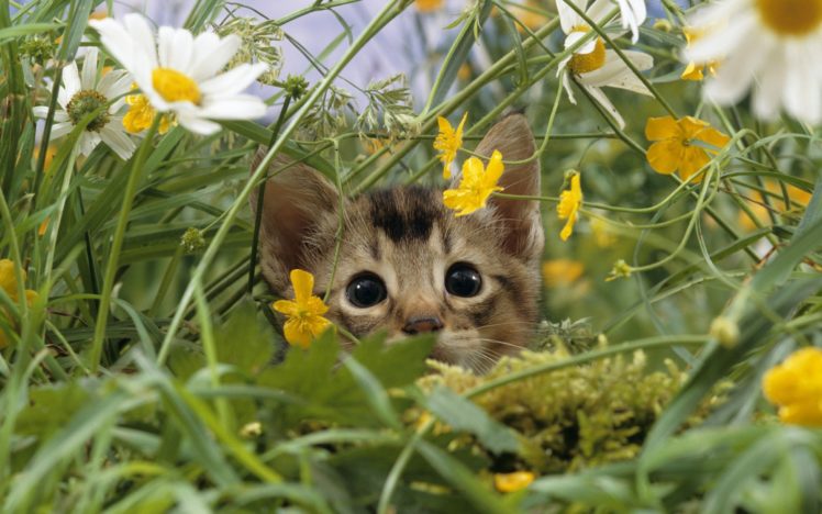 cat, Lost, In, Grass HD Wallpaper Desktop Background