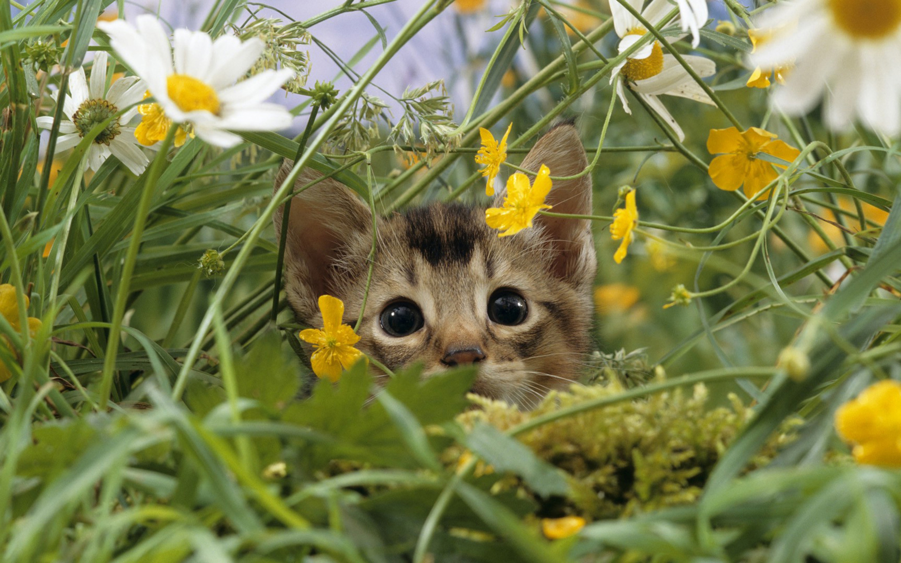 cat, Lost, In, Grass Wallpaper