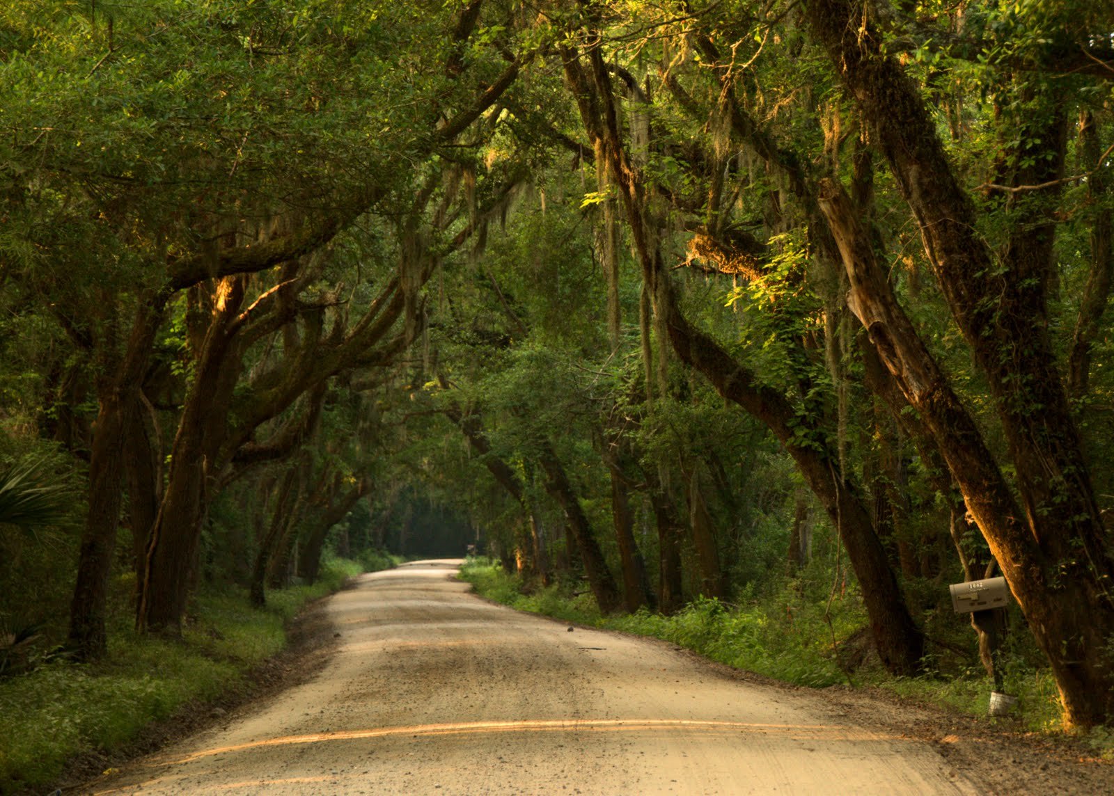 landscapes, Forest, Tree, Green, Nature, Amazing, Road Wallpaper
