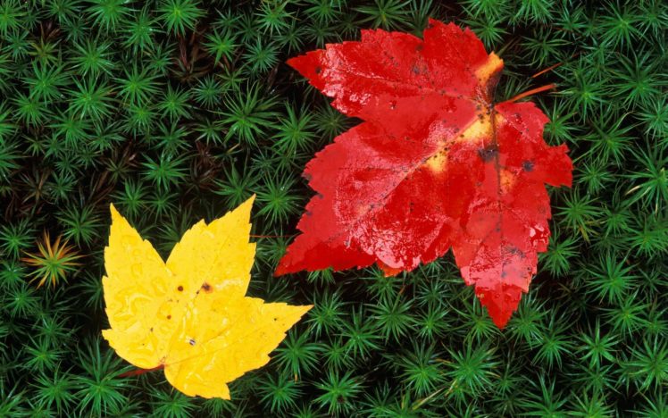 macro, Nature, Leaves, Red, Yellow HD Wallpaper Desktop Background