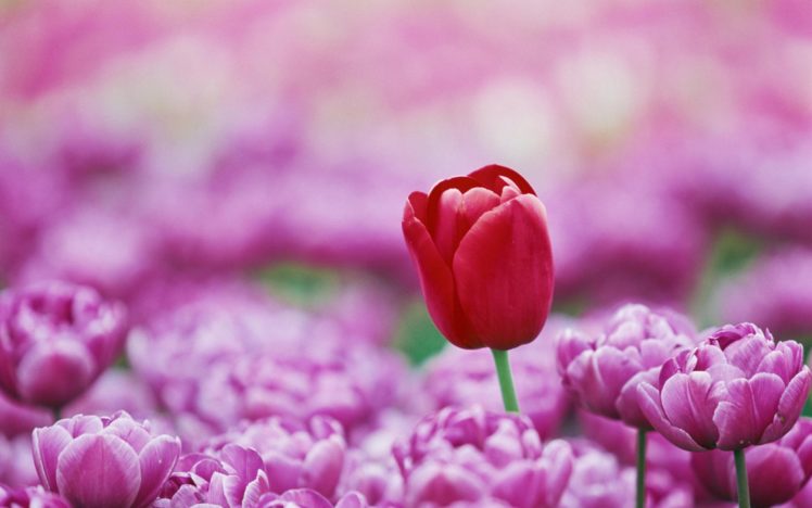 macro, Nature, Tulips, Flowers HD Wallpaper Desktop Background