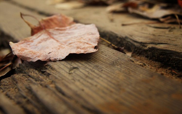 macro, Nature, Leaves, Leaf HD Wallpaper Desktop Background