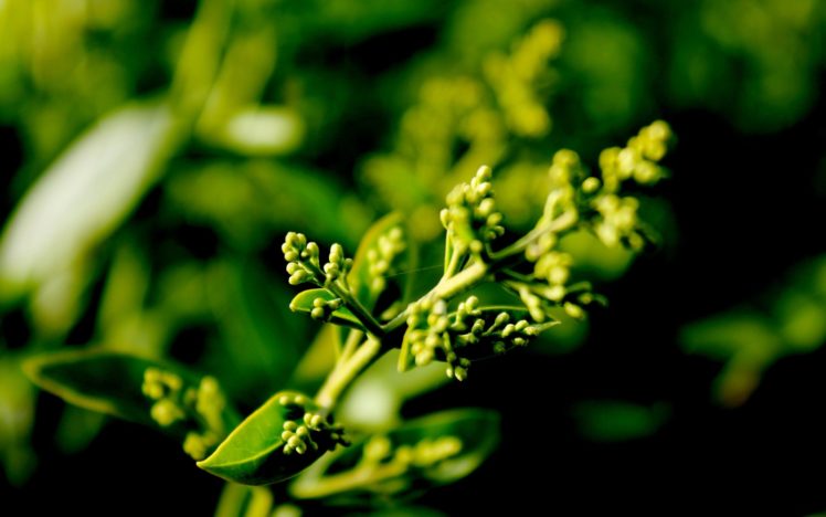 macro, Nature, Plants, Green HD Wallpaper Desktop Background