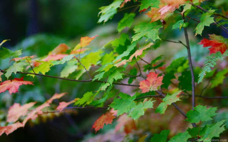 macro, Nature, Leaves, Plant HD Wallpaper Desktop Background