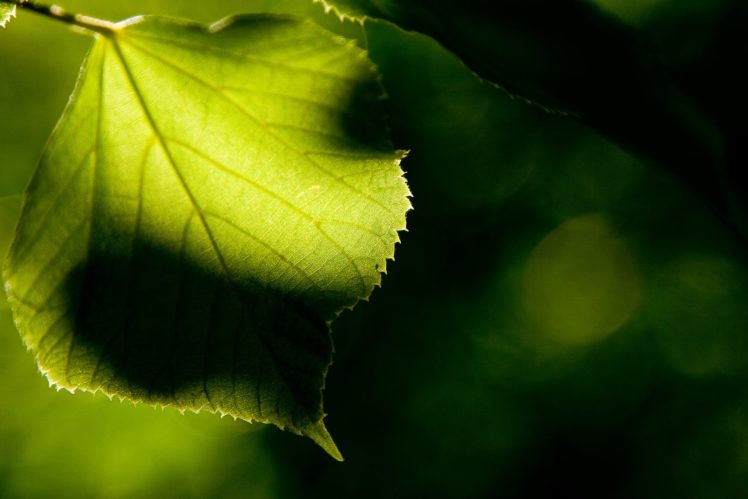 macro, Nature, Leaf, Green HD Wallpaper Desktop Background