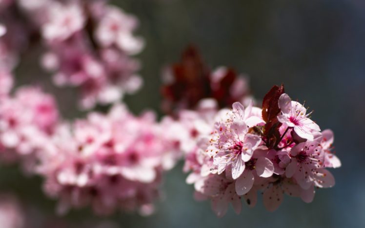 macro, Nature, Flowers, Pink HD Wallpaper Desktop Background