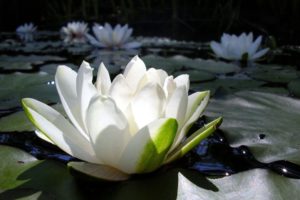 white, Flower, Macro, Nature