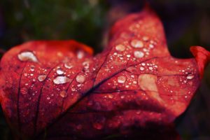 nature, Leaf, Red, Macro, Tears