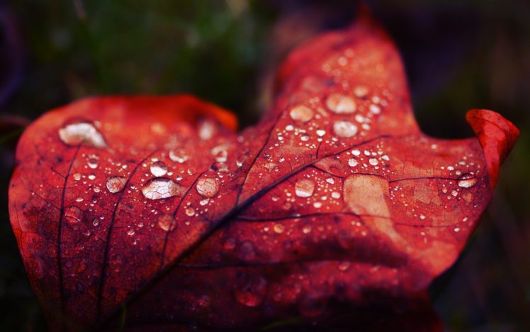 nature, Leaf, Red, Macro, Tears HD Wallpaper Desktop Background