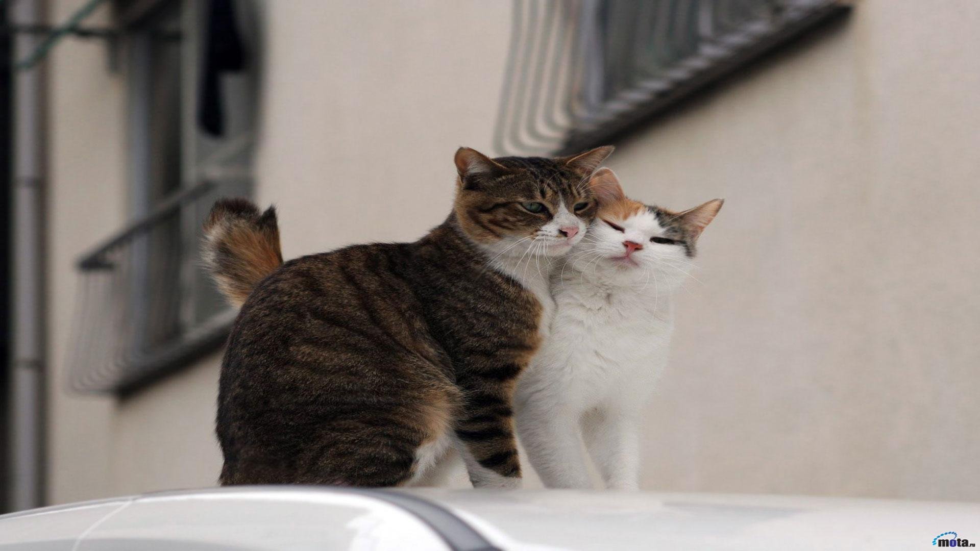 cat, Animal, Pet, Cats, Kitty, Cute, Sweet Wallpaper