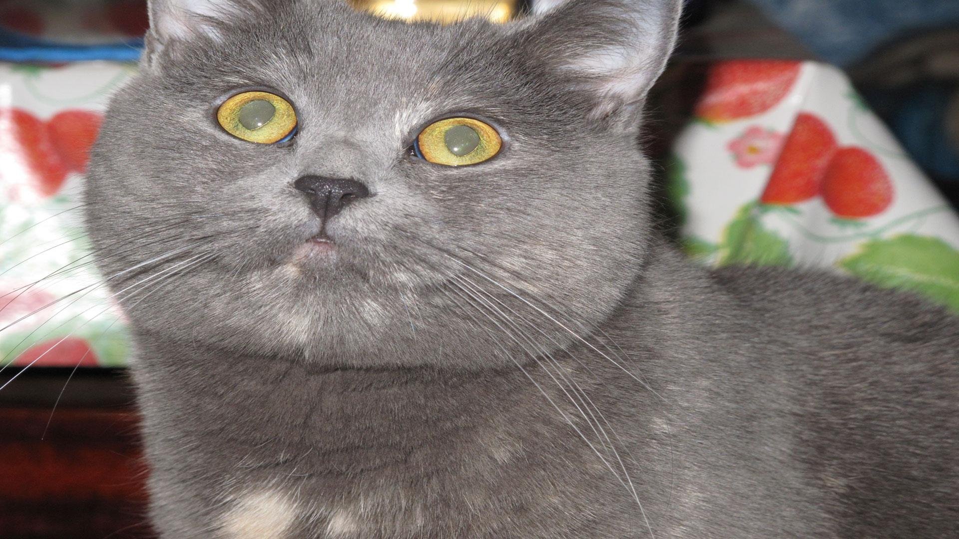 cat, Animal, Pet, Cats, Kitty, Cute, Sweet Wallpaper