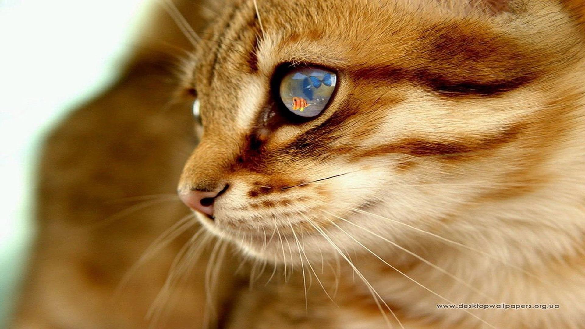 Cat Animal Pet Cats Kitty Cute Sweet Wallpapers Hd Desktop
