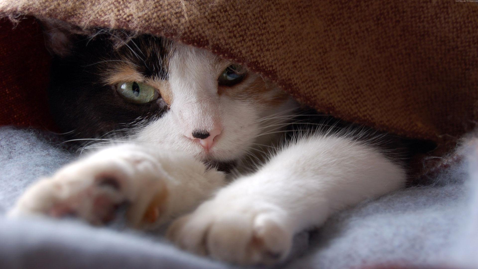 cat, Animal, Pet, Cats, Kitty, Cute, Sweet Wallpaper