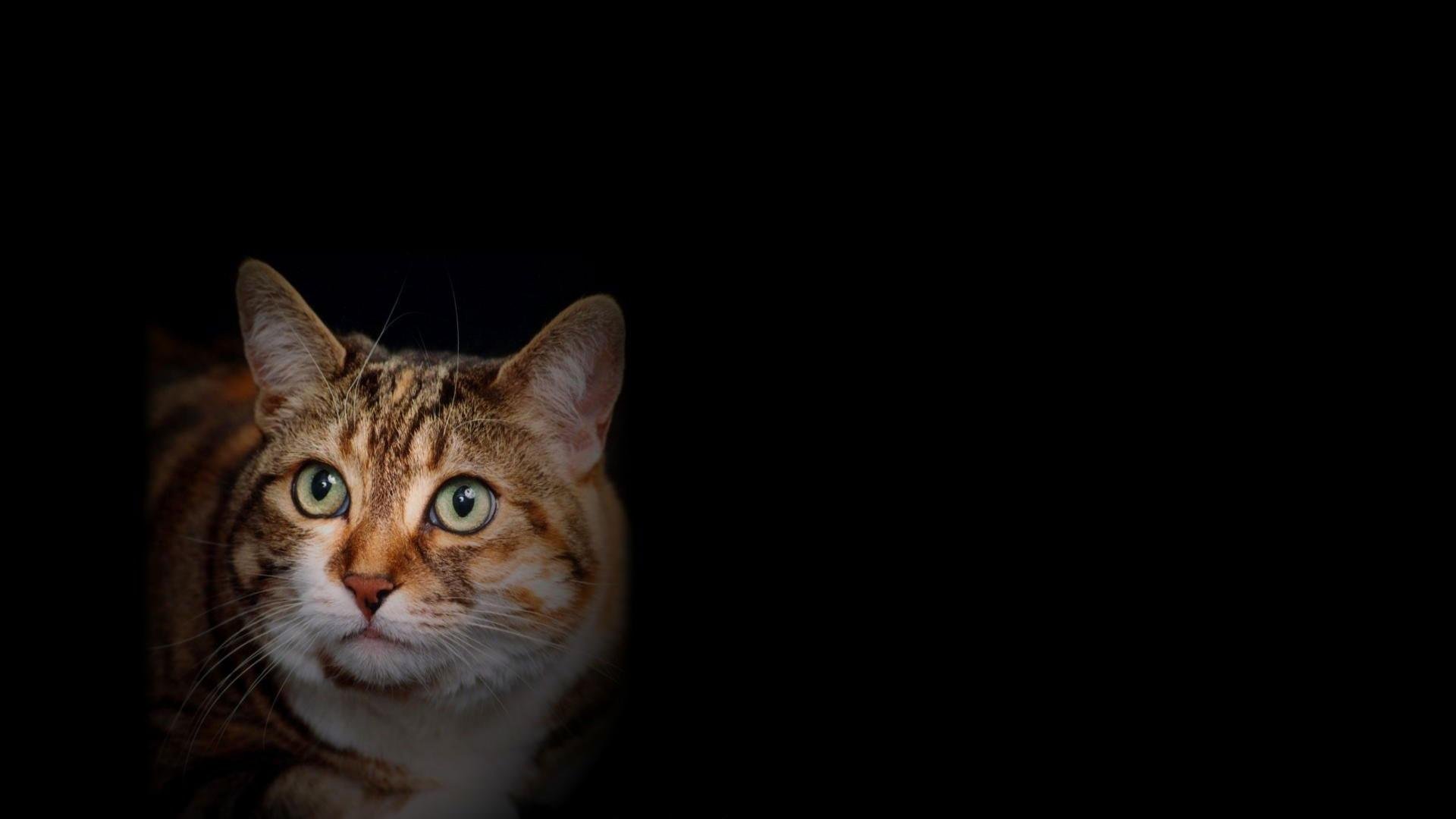 cat, Animal, Pet, Cats, Kitty, Cute, Sweet Wallpaper