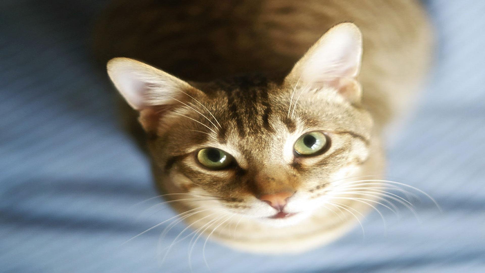 cat, Animal, Pet, Cats, Kitty, Cute, Sweet Wallpaper