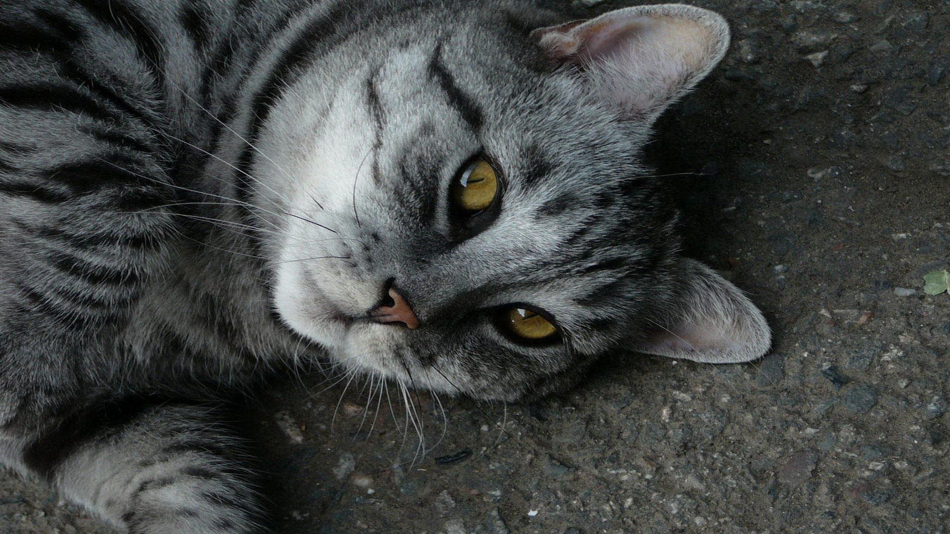cat, Animal, Pet, Cats, Kitty, Cute, Sweet Wallpaper