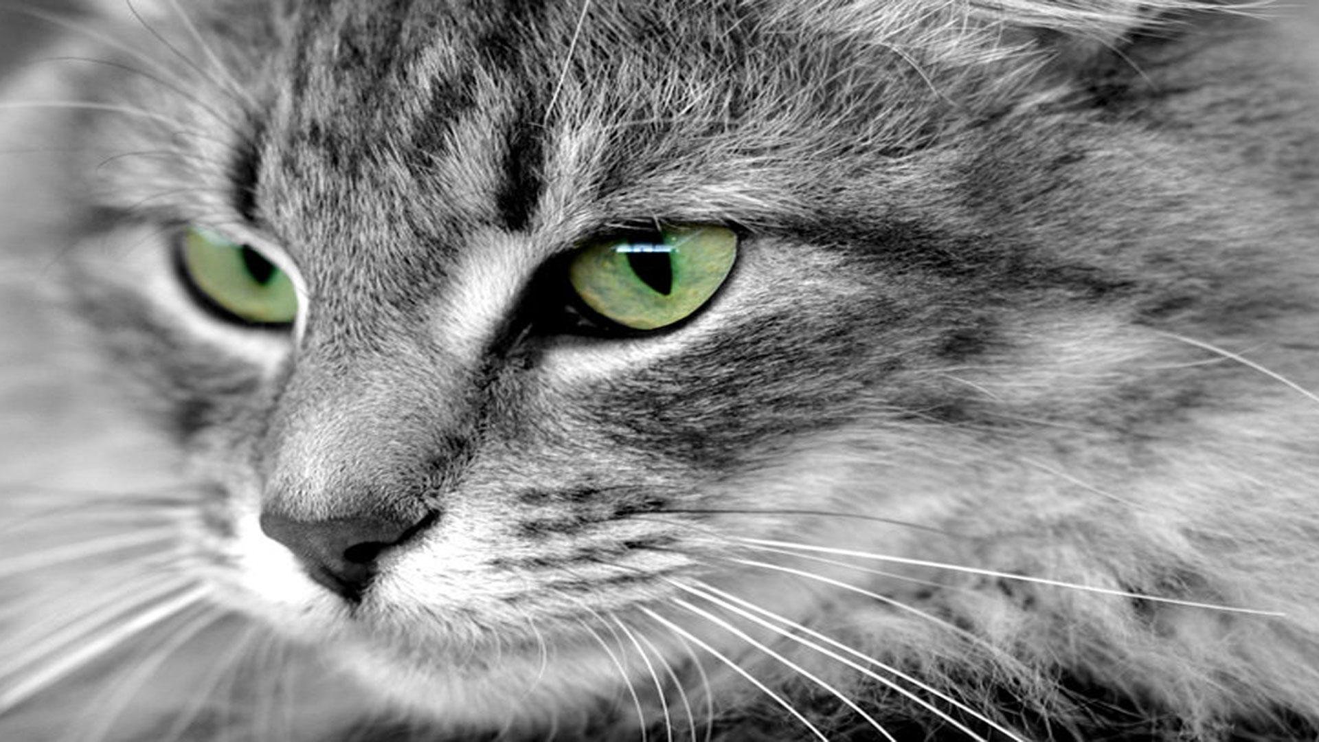 cat, Animal, Pet, Cats, Kitty, Cute, Sweet Wallpaper
