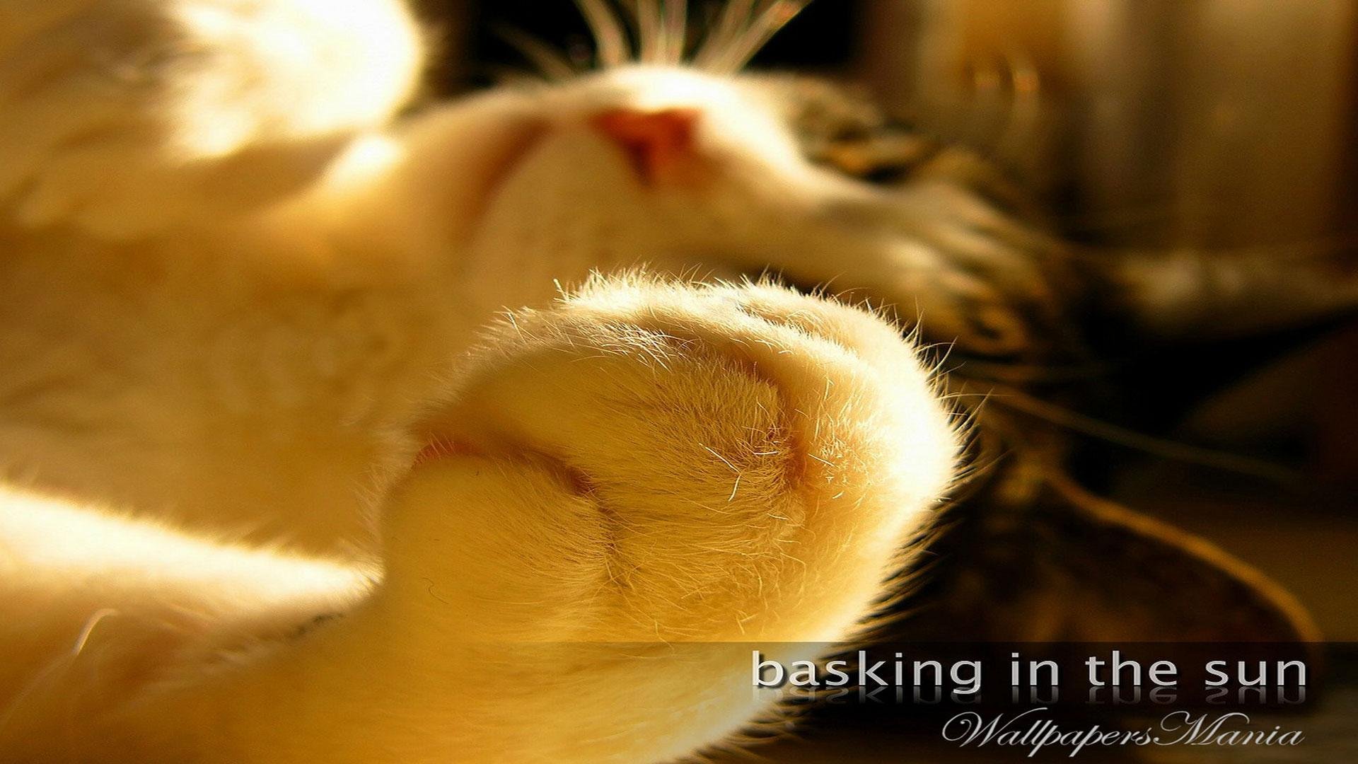 cat, Animal, Pet, Cats, Kitty, Cute, Sweet Wallpaper