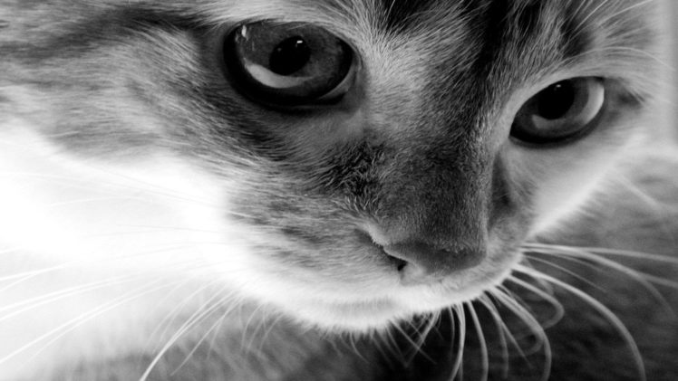 cat, Animal, Pet, Cats, Kitty, Cute, Sweet HD Wallpaper Desktop Background