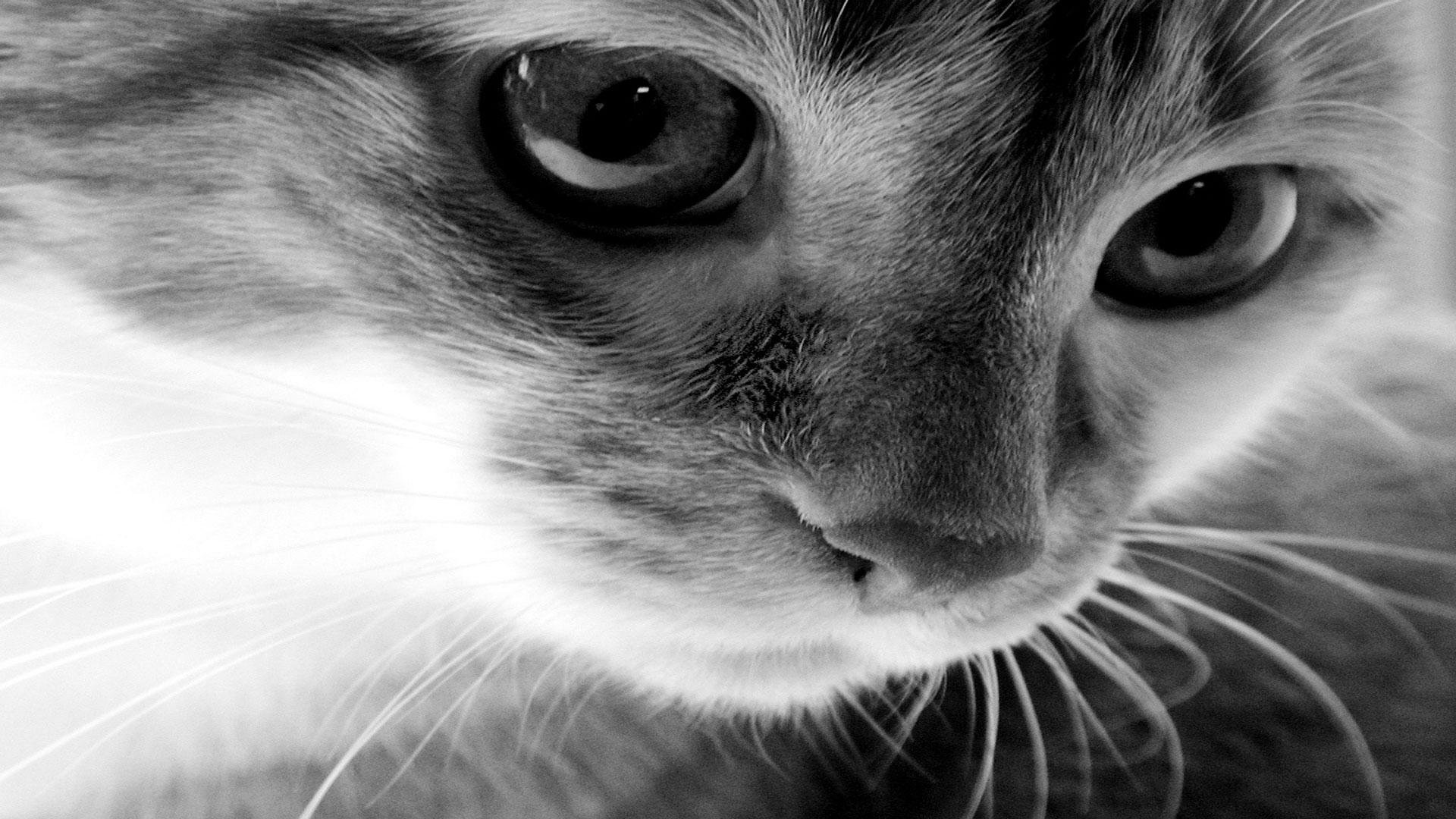 cat, Animal, Pet, Cats, Kitty, Cute, Sweet Wallpaper
