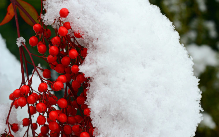 berries, Winter, Snow, Trees HD Wallpaper Desktop Background