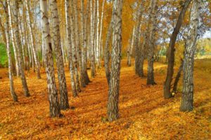 birch, Trees, Autumn, Landscape, Yellow, Leaves