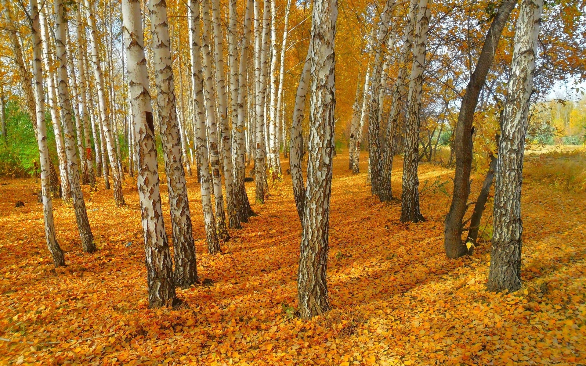 birch, Trees, Autumn, Landscape, Yellow, Leaves Wallpaper