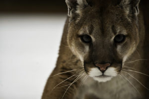 cougar, Puma