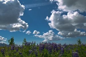 fields, Flowers, Clouds, Sky