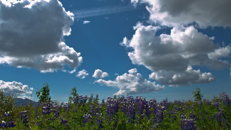 fields, Flowers, Clouds, Sky HD Wallpaper Desktop Background