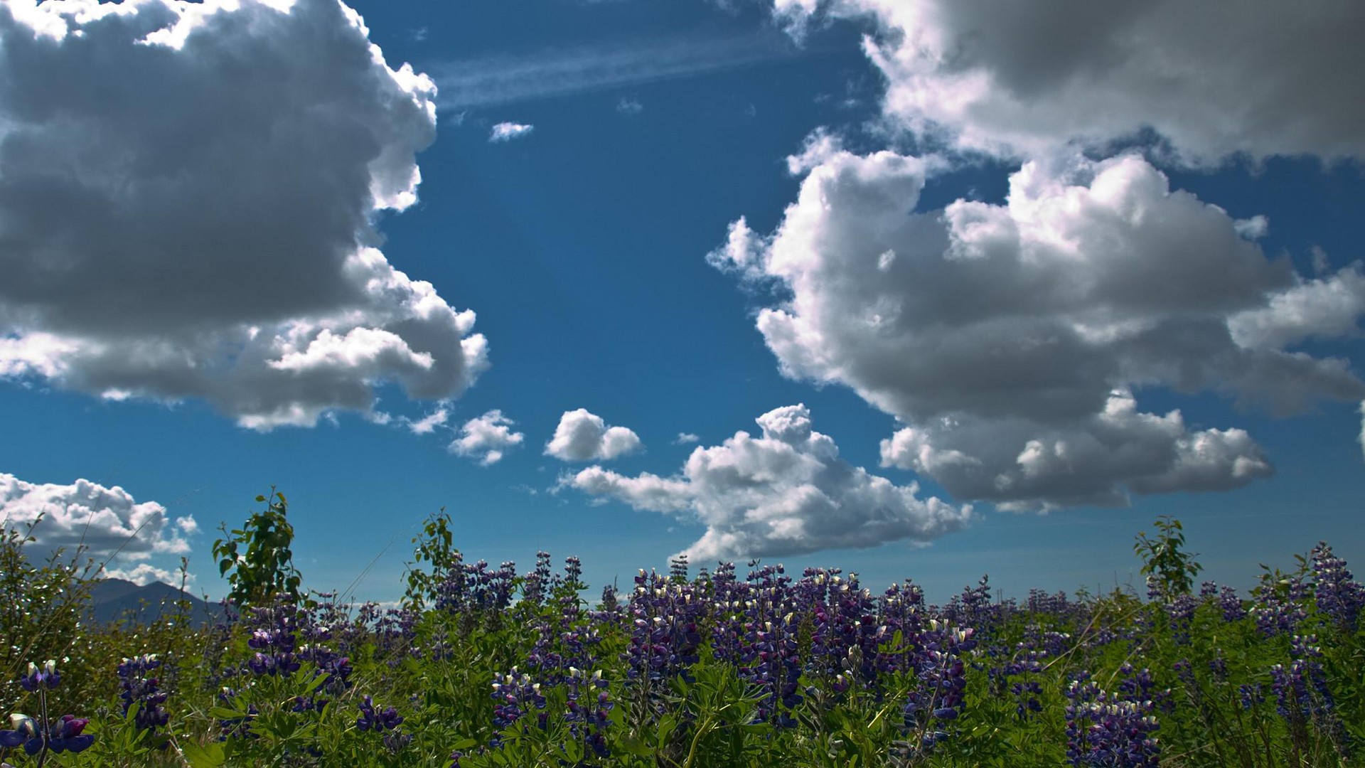 fields, Flowers, Clouds, Sky Wallpaper