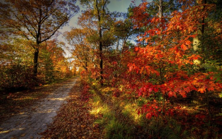 forest, Road, Nature, Sky, Autumn, Trees, Landscape HD Wallpaper Desktop Background
