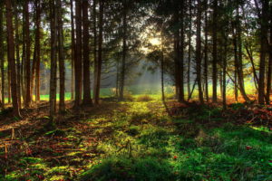 forests, Trees, Grass, Nature, Sunlight