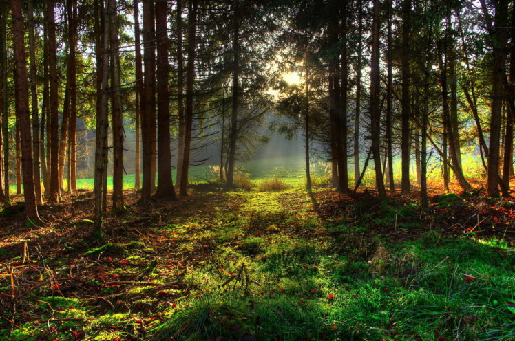forests, Trees, Grass, Nature, Sunlight HD Wallpaper Desktop Background
