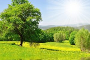 nature, Forest, Trees, Sun, Green, Meadow, Grass, Water, Flowers