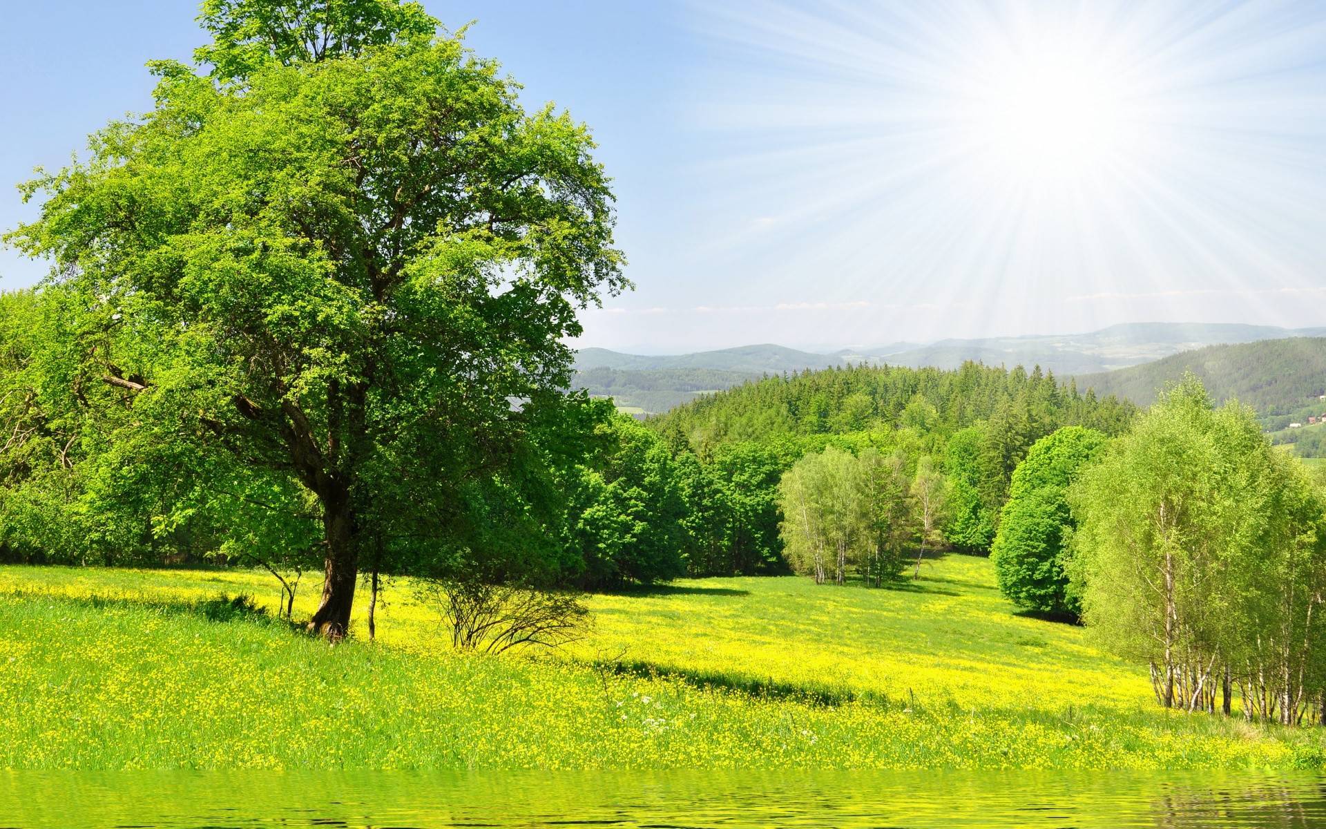 nature, Forest, Trees, Sun, Green, Meadow, Grass, Water, Flowers Wallpaper