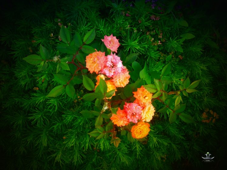plants, Flowers, Color HD Wallpaper Desktop Background
