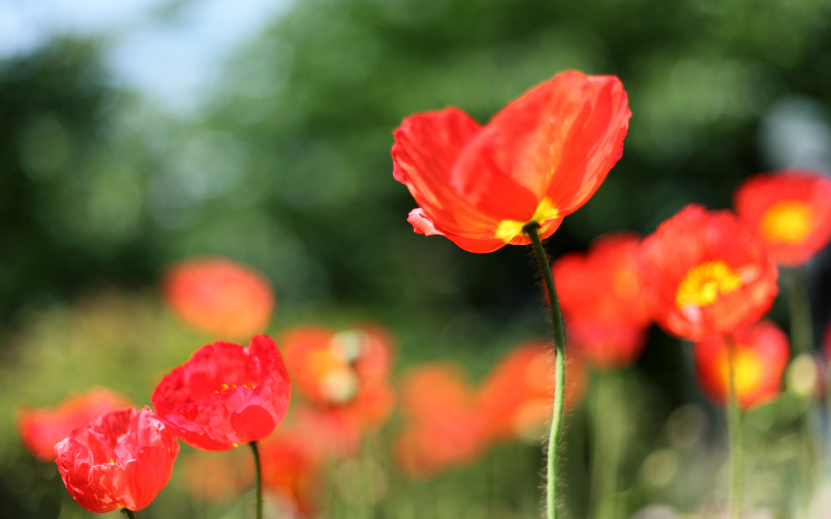 poppy, Red, Macro Wallpaper
