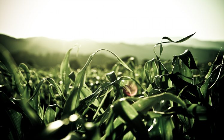 corn, Leaves HD Wallpaper Desktop Background