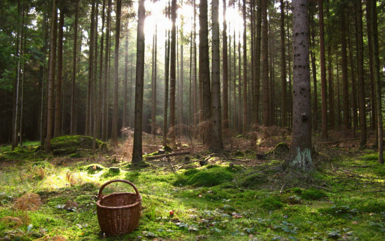 forest, Sunlight HD Wallpaper Desktop Background