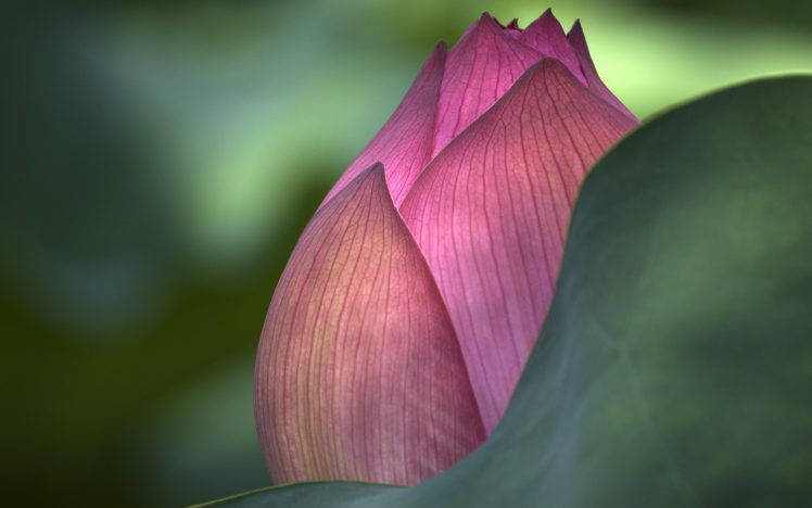 pink, Lotus, Flower HD Wallpaper Desktop Background