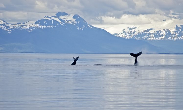 whale, Whales, Ocean, Sea, Breach HD Wallpaper Desktop Background