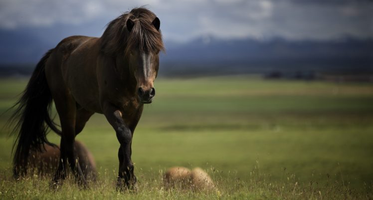 horse, Stallion, Muzzle, Mane HD Wallpaper Desktop Background