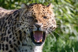 leopard, Wild, Cat, Predator, Face, Mouth, Teeth, Teeth, Rage