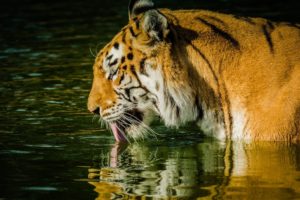 tiger, Wild, Cat, Face, Profile, Language, Pond, Swimming